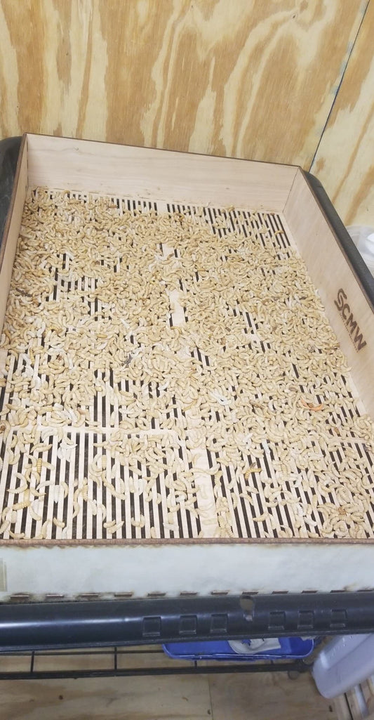 Extra Large (16x24") Mealworm Pupae Sifting Tray